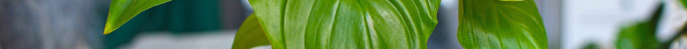 Homalomena Verzorging