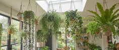 Hangplant Verzorgen