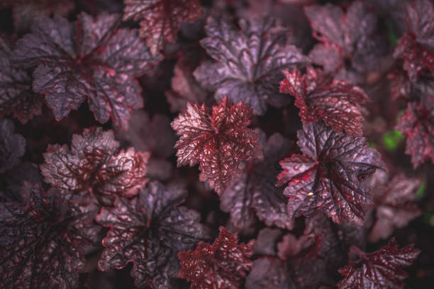 Heuchera (Purperklokje) Snoeien