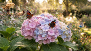 Hortensia Snoeien