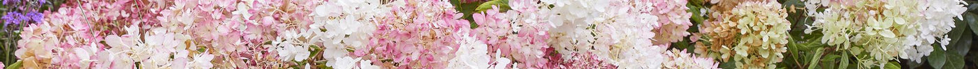 Hortensia Stekken