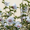 Hibiscus Verzorging
