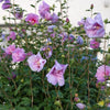 Hibiscus Snoeien