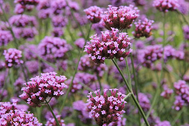 IJzerhard (Verbena Bonariensis) Snoeien