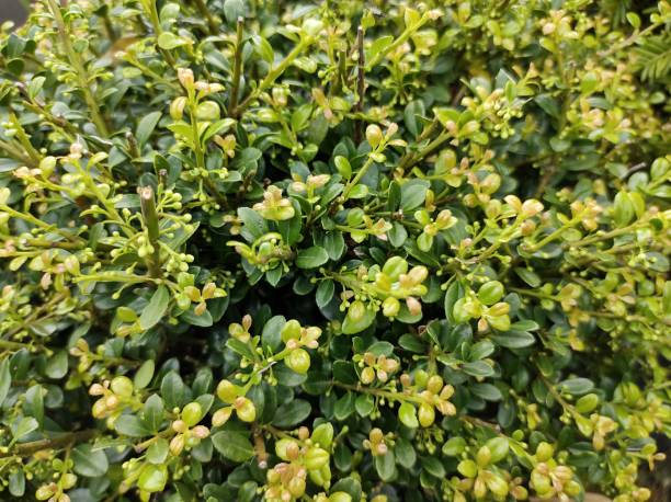 Japanse Hulst (Ilex Crenata) Snoeien