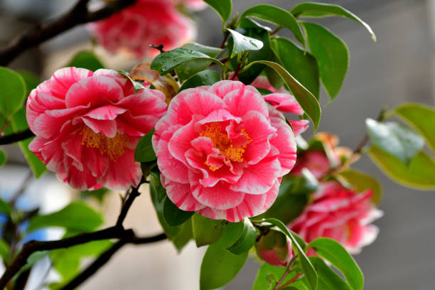 Camelia Snoeien