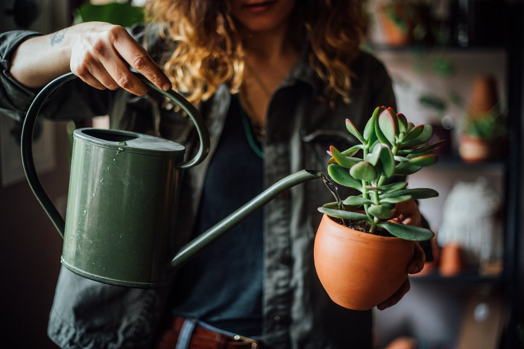 Kamerplant Water Geven