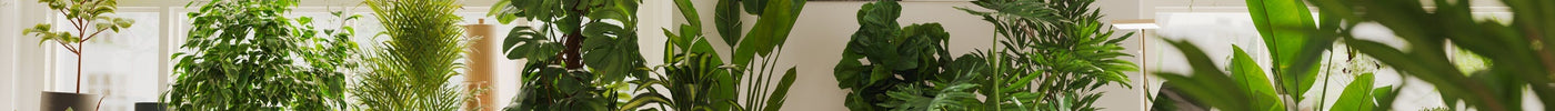 Top 10 Kantoorplanten