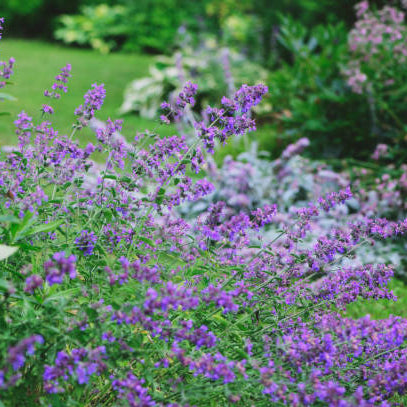 Kattenkruid (Nepeta) Snoeien