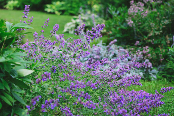 Kattenkruid (Nepeta) Snoeien