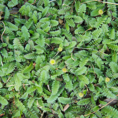 Leptinella Squalida (Koperknoopje) Verzorging
