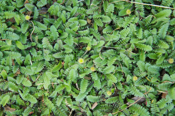 Leptinella Squalida (Koperknoopje) Verzorging
