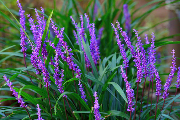 Leliegras (Liriope Muscari) Snoeien