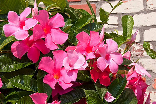 Mandevilla Verzorging