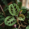 Maranta Stekken
