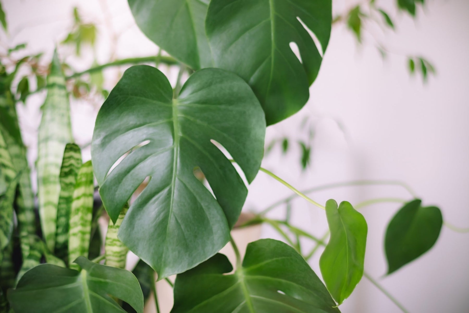 Monstera Pertusum vs Deliciosa