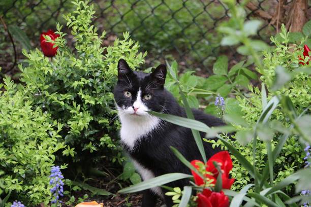 Niet Giftige Tuinplanten voor Katten