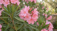 Nerium Oleander Verzorging