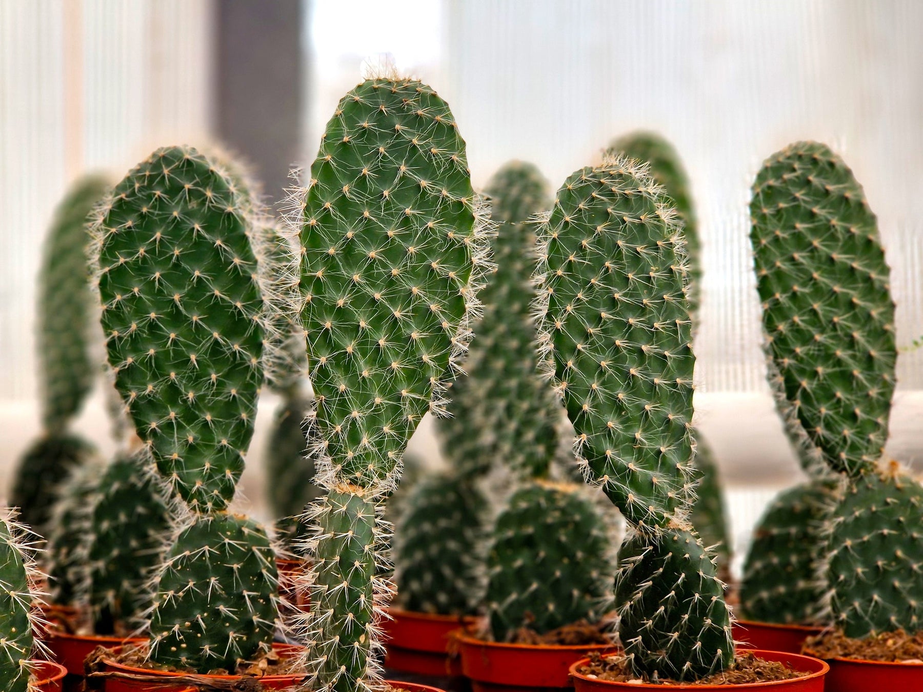Opuntia (Schijfcactus - Vijgcactus) Verzorging