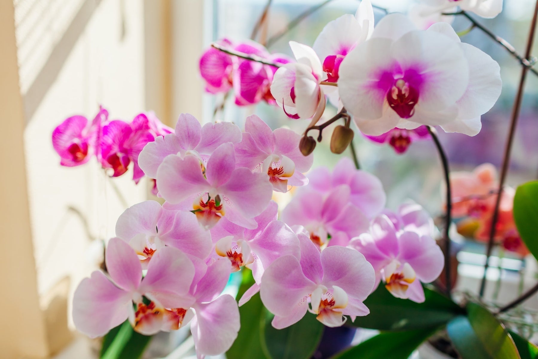 Orchidee Verzorging