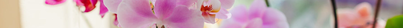 Orchidee Stekken
