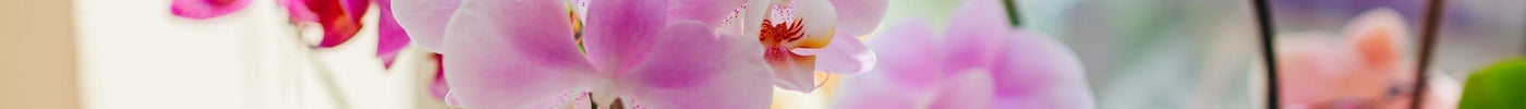Orchidee Verzorging