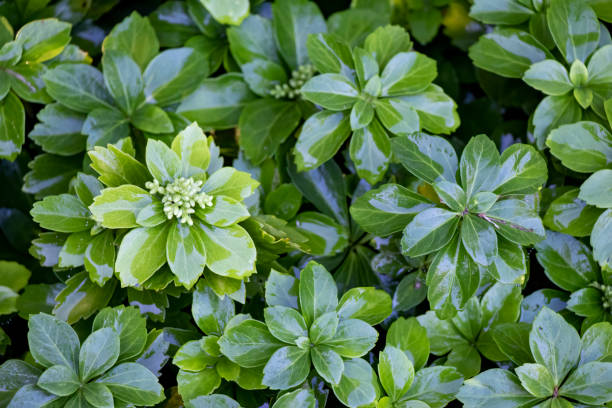 Pachysandra Snoeien