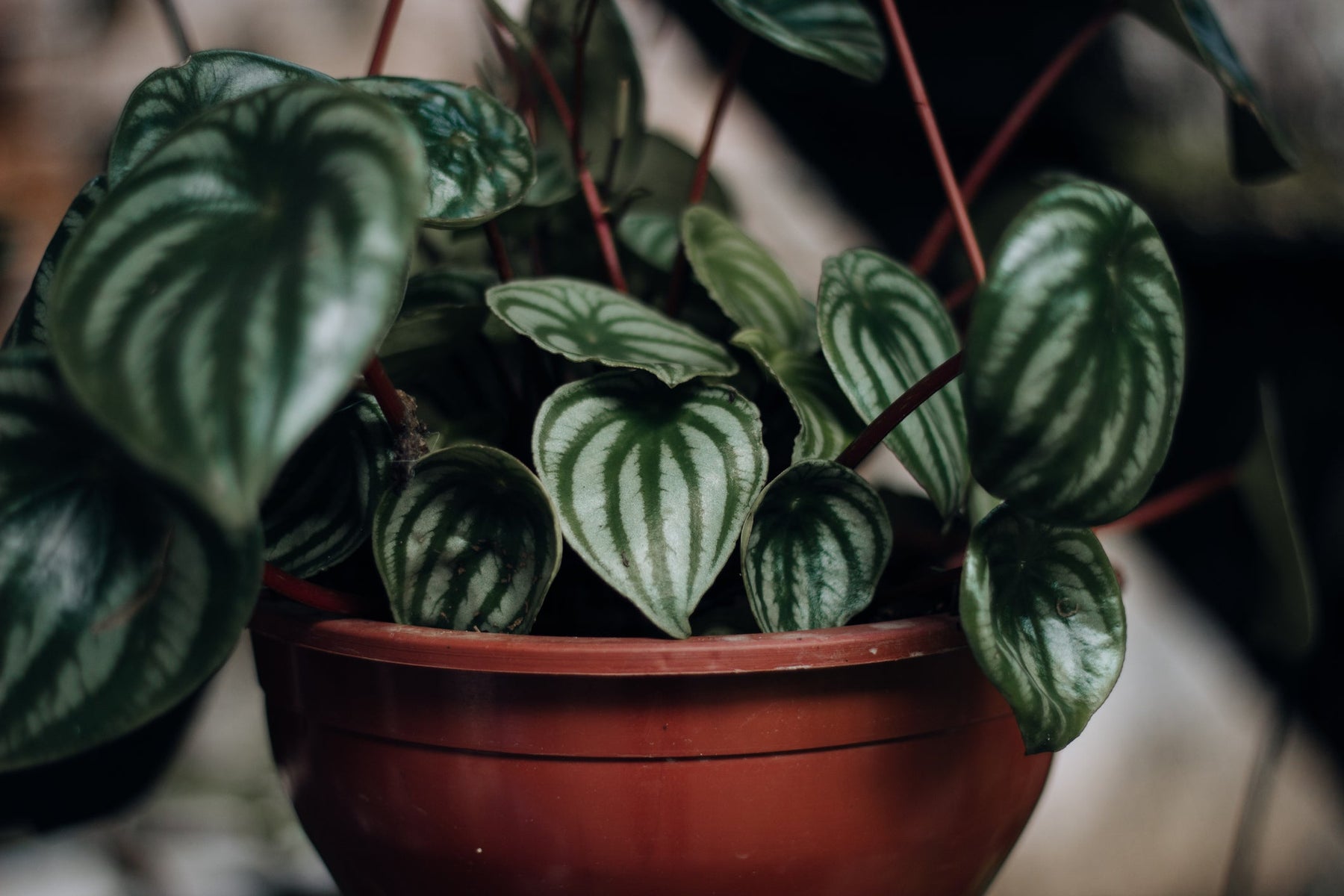 Peperomia Stekken