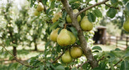 Fruitbomen Snoeien