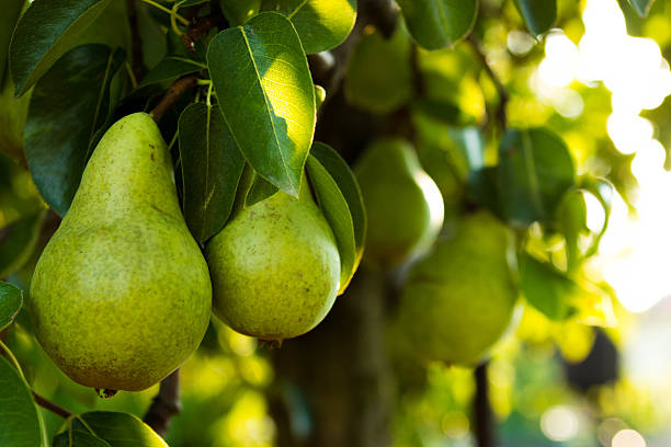 Fruitbomen Snoeien