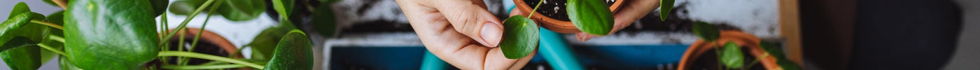 Planten Stekken