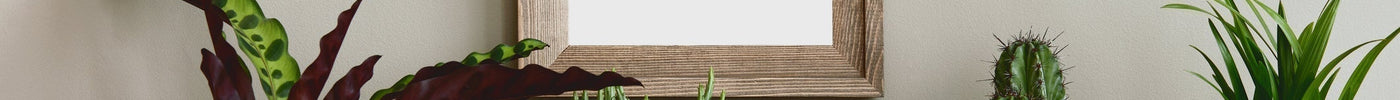 Planten in het Interieur