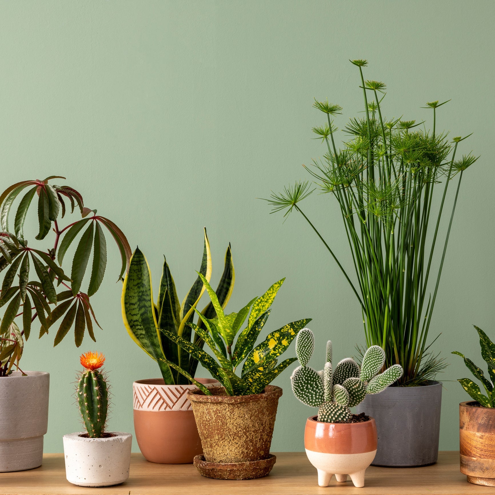 Welke plantenpot kiezen?