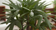 Rhapis Verzorging
