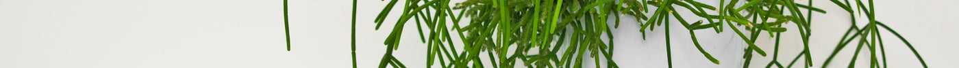 Rhipsalis (Koraalcactus) Verzorging