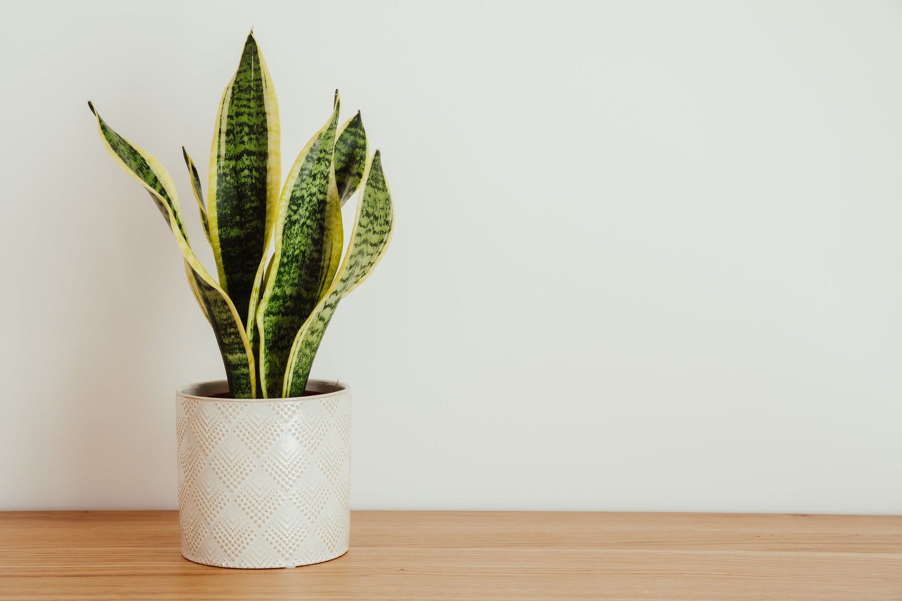 Sansevieria Verzorging