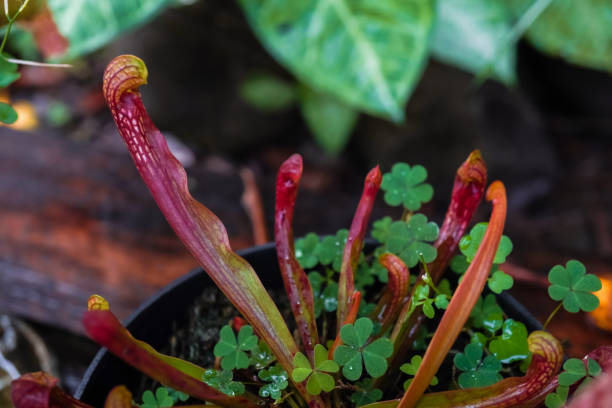 Sarracenia Verzorging