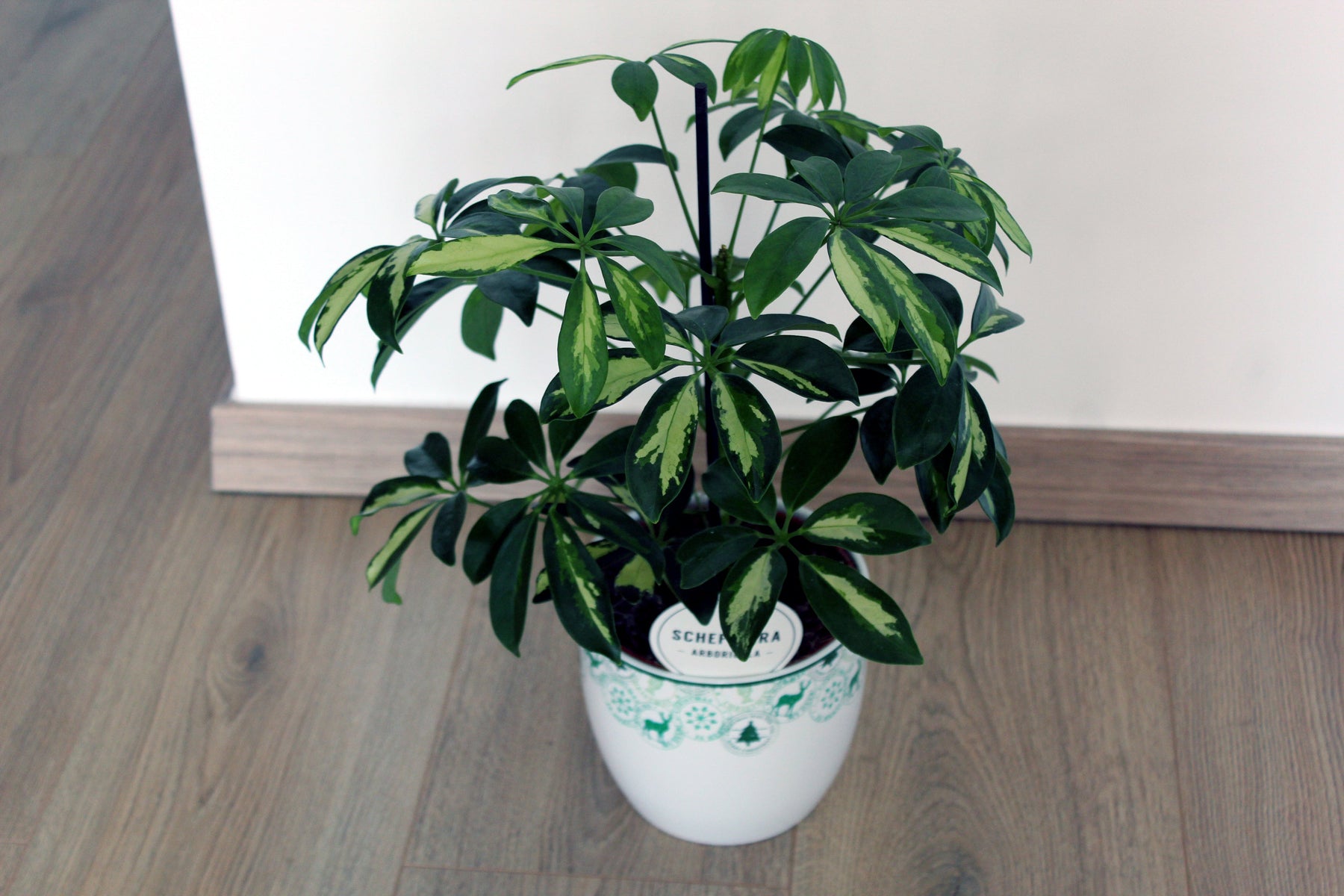 Schefflera Verzorging