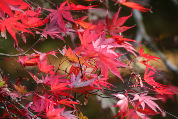 Japanse Esdoorn Verzorging