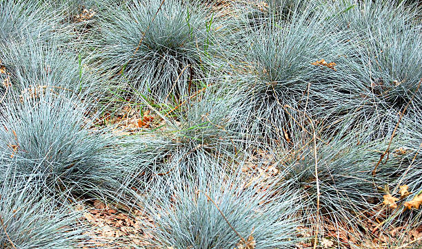 Blauw Schapengras verzorging