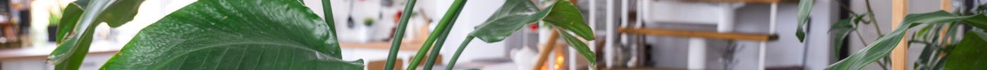 Strelitzia Nicolai Verzorging