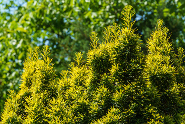 Taxus Baccata Snoeien