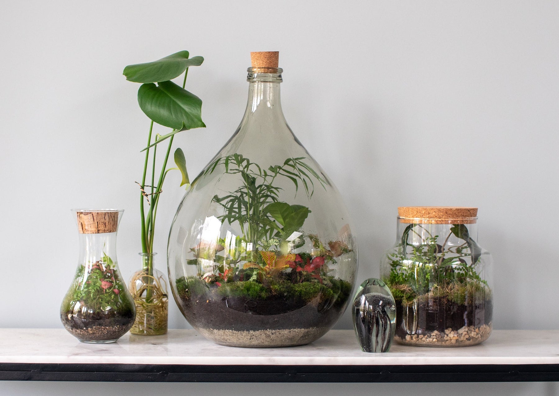 Planten terrarium