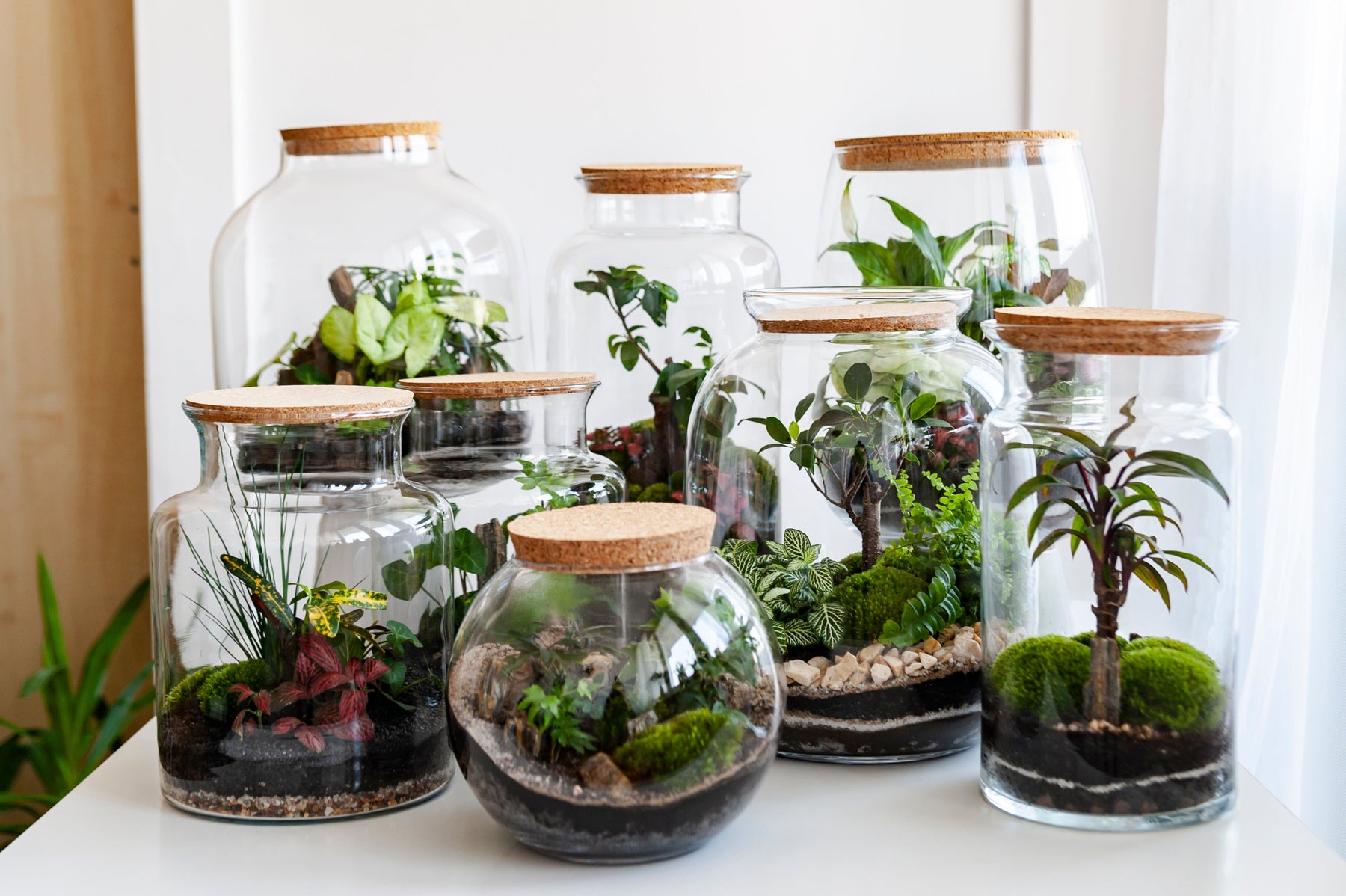 Welke Planten in Terrarium