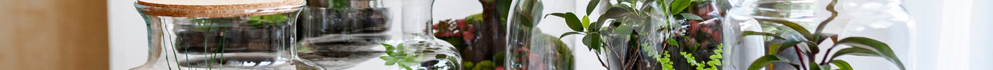 Welke Planten in Terrarium