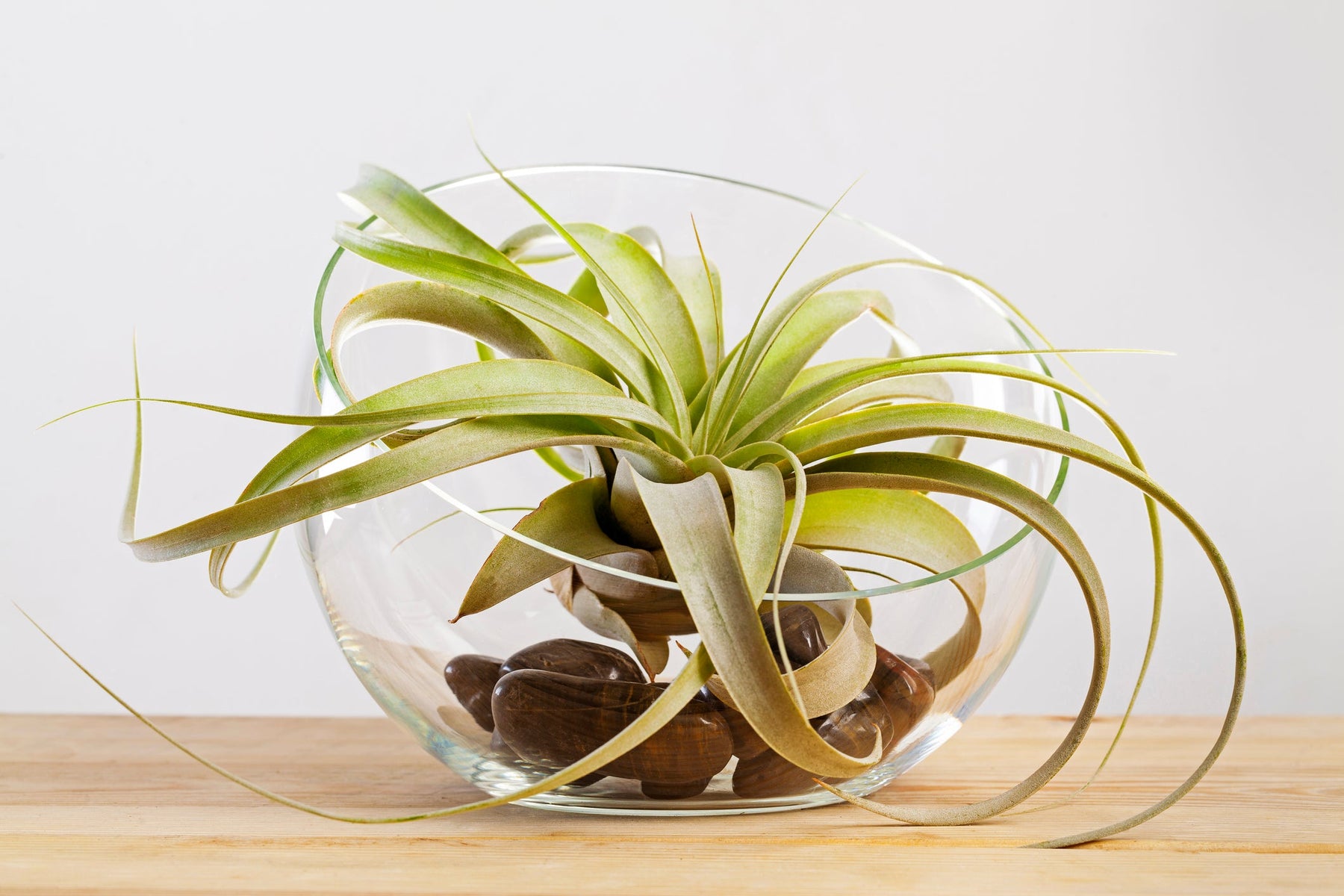 Tillandsia Verzorging