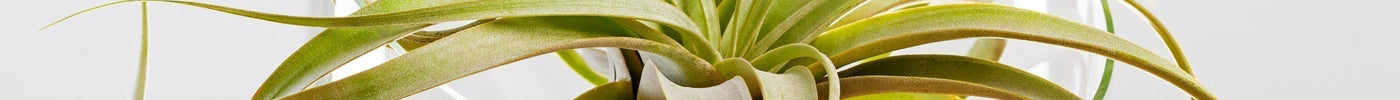 Tillandsia Verzorging
