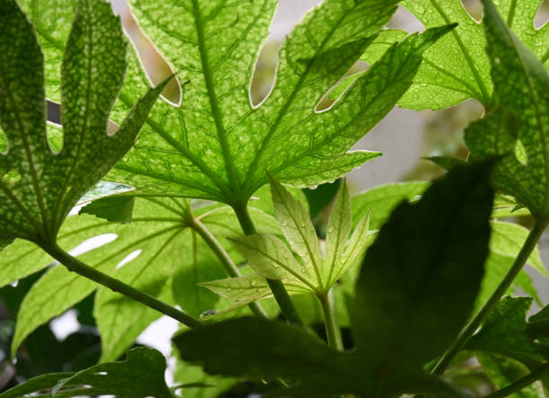 Vingerplant (Fatsia Japonica) Snoeien