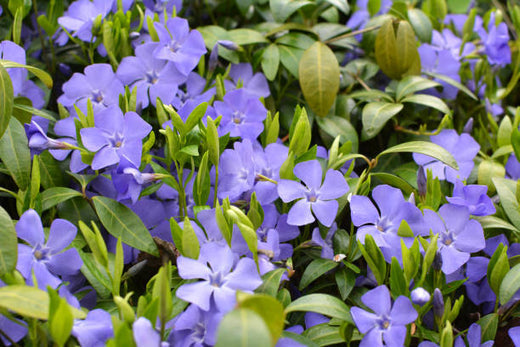 Makkelijke Tuinplanten