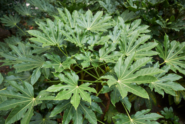 Vingerplant Verzorging